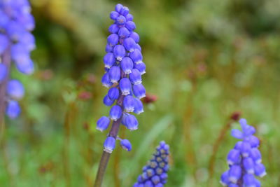 Close-up of purple flowers against blurred background