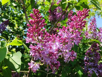 Close-up of pink flowers