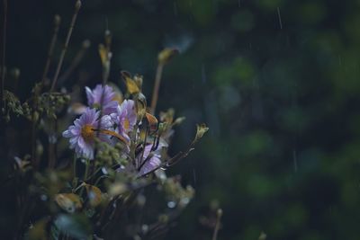 Close-up of flowers against blurred background