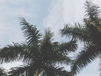 Low angle view of tree against sky