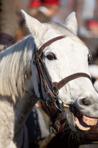 Head of a horse in a gala harness of bright white color.