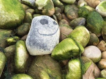 Close-up of plant