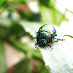 Close-up of insect