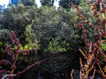 Close-up of spider web on plant