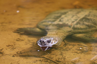 High angle view of turtle in water