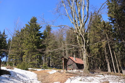 Trees growing on field against sky during winter
