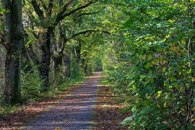 Footpath amidst trees in forest