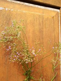 Close-up of potted plant against wooden wall