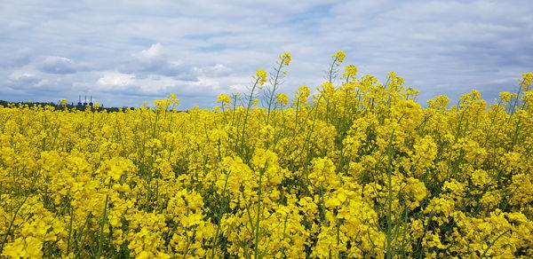 Scenic view of oilseed rape field against sky