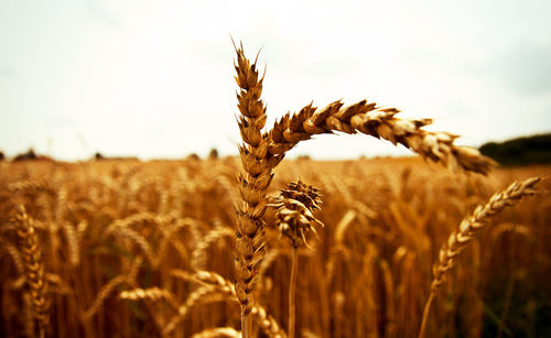 Close-up of wheat field against sky