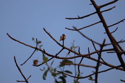 Low angle view of bird perching on tree against sky