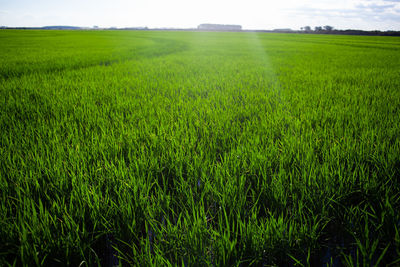 Scenic view of agricultural field