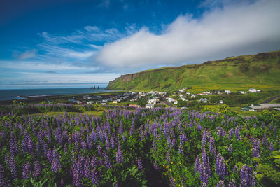 Purple flowering plants on land against sky