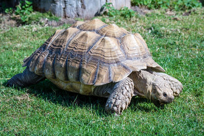 Close-up of a tortoise on grass