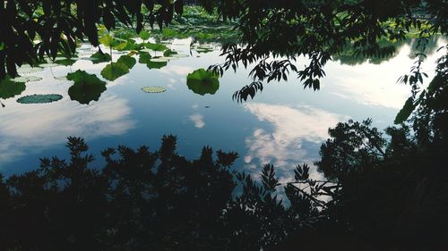 Scenic view of forest against sky