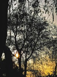 Silhouette trees against sky during sunset