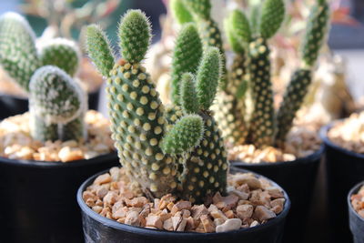 Close-up of succulent plant