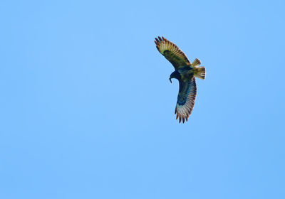 Low angle view of bird flying against clear blue sky