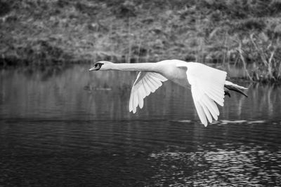 Close-up of swan flying over lake