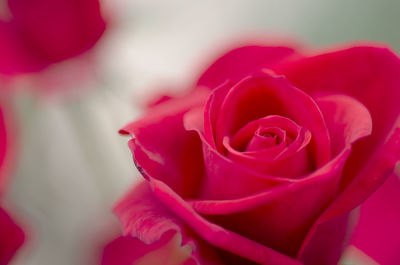 Close-up of red rose