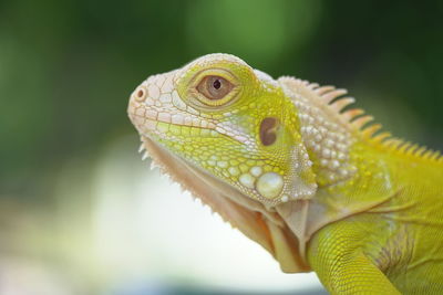 Close-up of a lizard