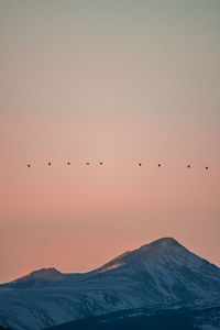 Flock of birds flying in the sky