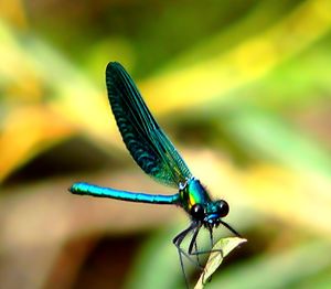 Close-up of dragonfly on leaf