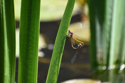 Close-up of insect on plant