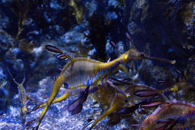 Fish swimming in sea