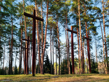 Trees in park