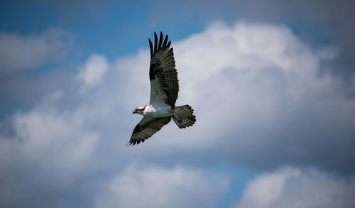 Low angle view of eagle flying in sky