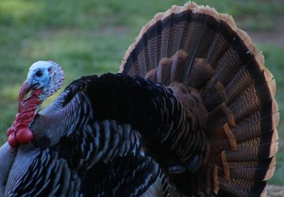 Close-up of birds in basket