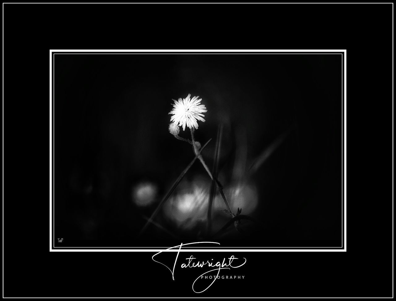 flower, plant, flowering plant, no people, indoors, nature, close-up, illuminated, creativity, auto post production filter, blackboard, studio shot, text, plant stem, board, dandelion, arts culture and entertainment, picture frame, motion, black background