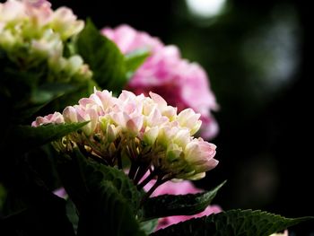 Close-up of pink flowers