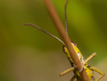 Close-up of damselfly on plant