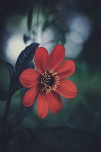Close-up of red flowering plant