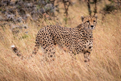 Cheetah standing on field in zoo