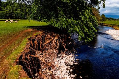 Scenic view of river amidst trees