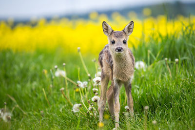 Portrait of an animal on field