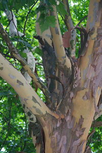 Low angle view of a tree