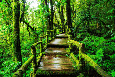 Boardwalk amidst trees in forest