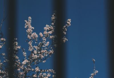 Close-up of flower tree against blue sky