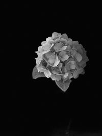 Close-up of white rose against black background