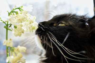 Close-up of cat by roses