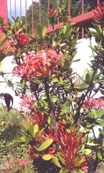 Low angle view of red flowers on tree