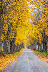 Tree lined country road with autumn colours on the trees