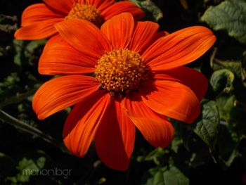 Close-up of orange flower