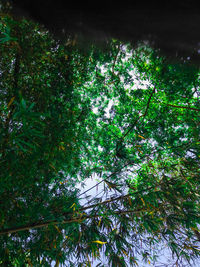 Low angle view of trees against sky