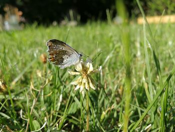 Close-up of butterfly on flower