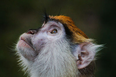 Close-up of a monkey looking away